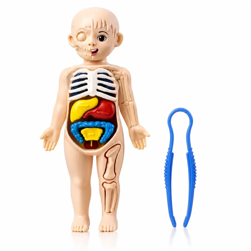 Brinquedo Educativo Corpo Humano Infantil – Kit de Montagem dos Órgãos Humanos para Crianças de 6 a 8 Anos